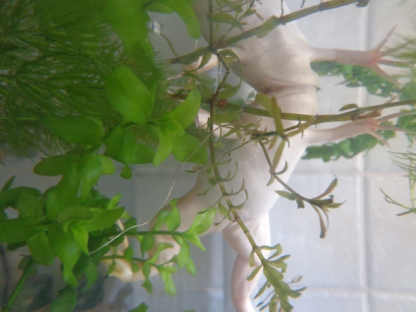 Krallenfrosch im Aquarium ohne Stromverbrauch