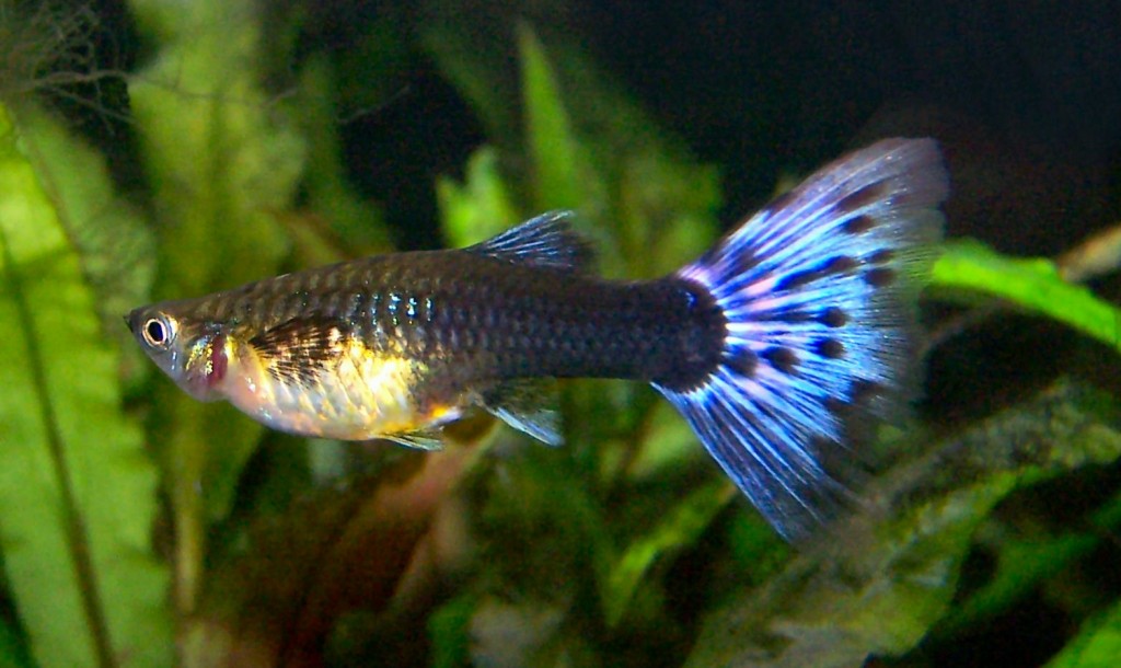 Guppy (Poecilia reticulata)